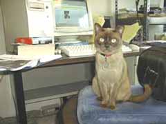 Who cares about dogs? I'm waiting for any mice!